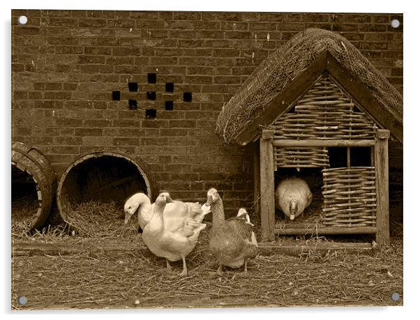 Ye olde farmyard in sepia Acrylic by Dave Holt