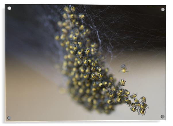 Baby spiders Acrylic by Dave Holt