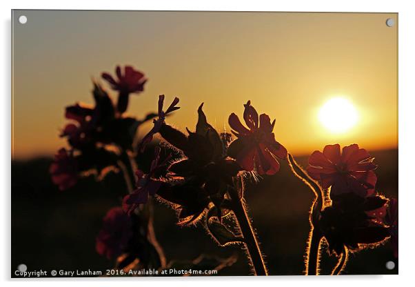 Flowering Sunset Glow Acrylic by Gary Lanham