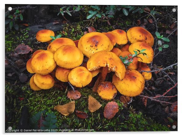 Mushrooms in patagonia forest Acrylic by Daniel Ferreira-Leite