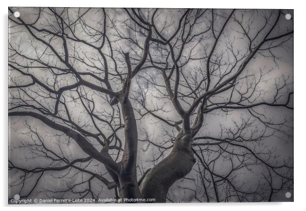 Landscape forest ceiba tree, guayaquil, ecuador Acrylic by Daniel Ferreira-Leite