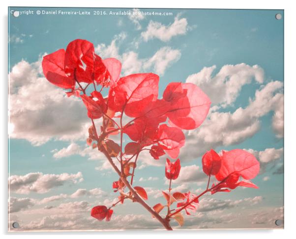 Flowers in the Sky Inspired Photo Collage Acrylic by Daniel Ferreira-Leite