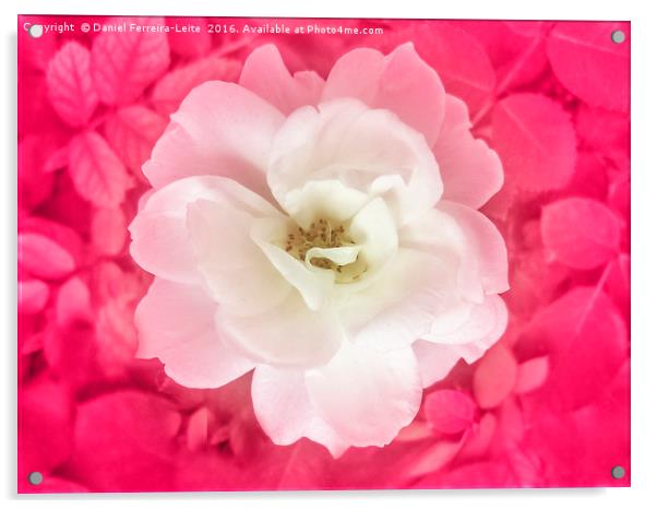 White Rose Top View Acrylic by Daniel Ferreira-Leite