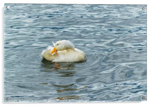 White Duck Preening at Lake Acrylic by Daniel Ferreira-Leite
