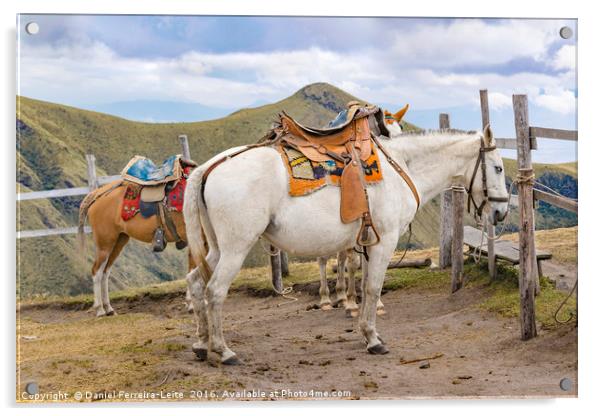Two Horses Tied at the Top of Mountain in Quito Ec Acrylic by Daniel Ferreira-Leite