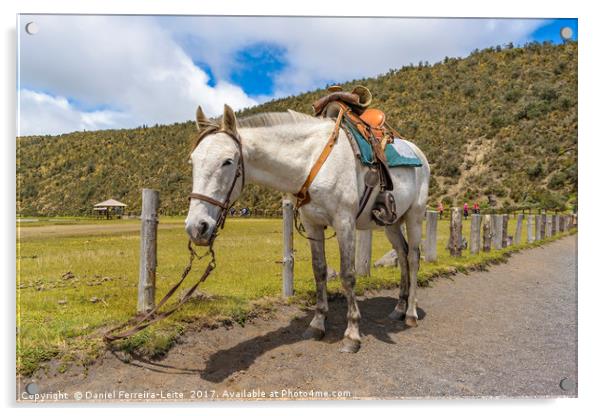 White Horse Tied Up at Cotopaxi National Park Ecua Acrylic by Daniel Ferreira-Leite