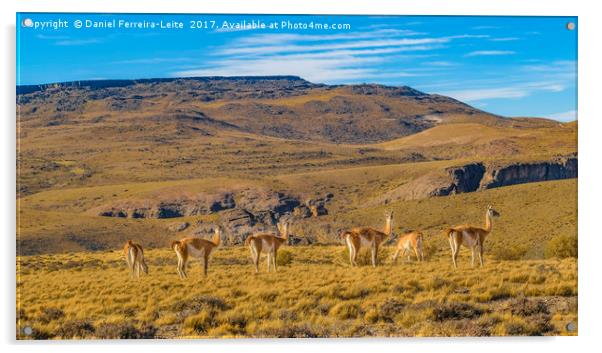 Group of Vicunas at Patagonia Landscape, Argentina Acrylic by Daniel Ferreira-Leite