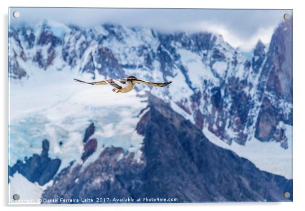 Austral Patagonian Bird Flying Acrylic by Daniel Ferreira-Leite