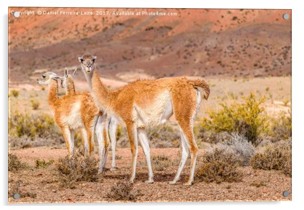 Group of Guanacos at Patagonia Landscape, Argentin Acrylic by Daniel Ferreira-Leite