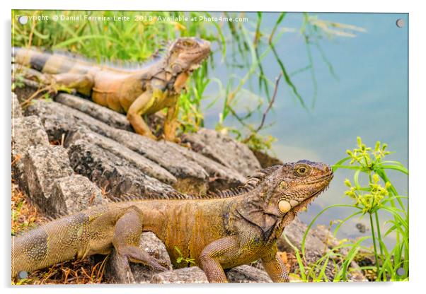 Iguanas at Shore of River Acrylic by Daniel Ferreira-Leite