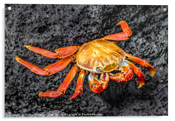 Colored Crab at Galapagos Island Acrylic by Daniel Ferreira-Leite