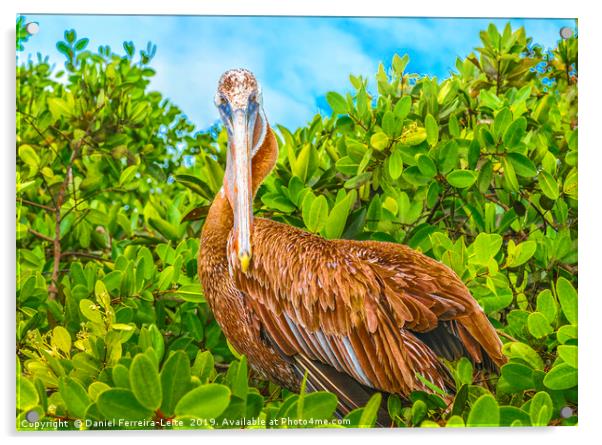 Big Pelican at Tree, Galapagos, Ecuador Acrylic by Daniel Ferreira-Leite