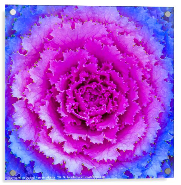 Top View Pink and Blue Plant Acrylic by Daniel Ferreira-Leite