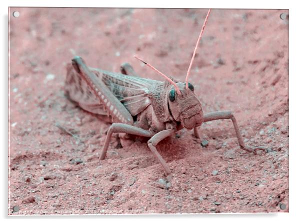 Locust at Ground, Talampaya National Park, La Rioj Acrylic by Daniel Ferreira-Leite