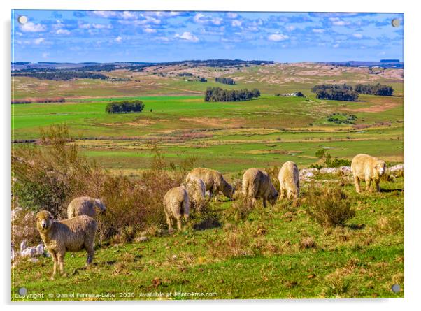 Sheeps at Countryside, Maldonado, Uruguay Acrylic by Daniel Ferreira-Leite