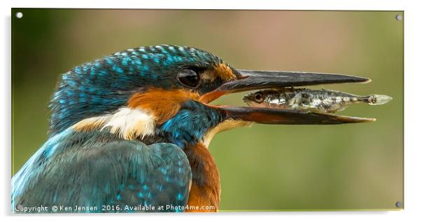 Kingfisher, eye to eye Acrylic by Ken Jensen