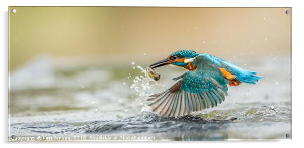 Kingfisher Flight Acrylic by Ken Jensen