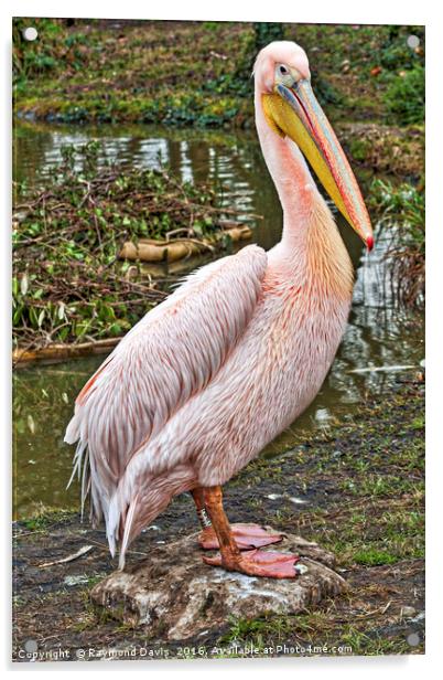 Pelican Acrylic by Raymond Davis