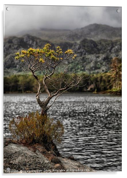 The Lone Tree of Loch Maree Acrylic by Craig Doogan
