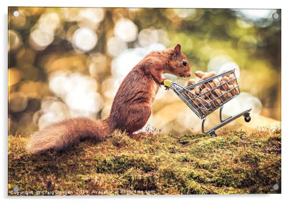 Shopping Red Squirrel Acrylic by Craig Doogan