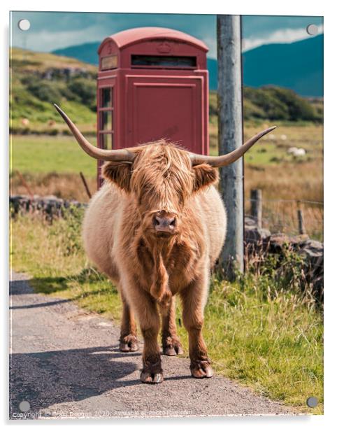 Highland Cow - Isle of Mull Acrylic by Craig Doogan