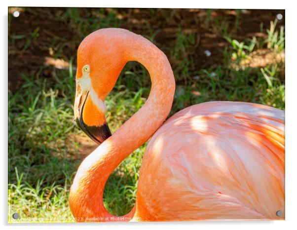 Close up shot of cute pink flamingo Acrylic by Chon Kit Leong