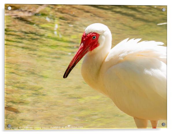 Close up shot of cute American white ibis Acrylic by Chon Kit Leong