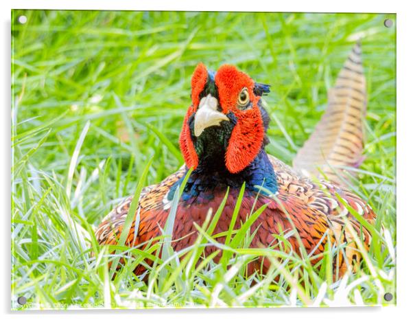 Close up shot of cute Common pheasant Acrylic by Chon Kit Leong