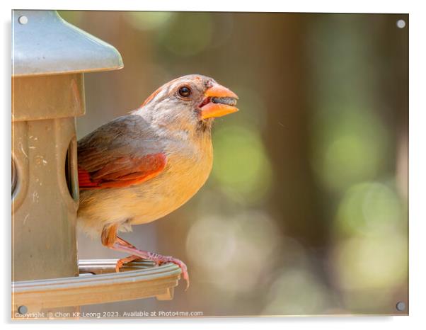 Close up shot of cute Northern cardinal Acrylic by Chon Kit Leong