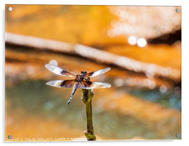 Close up shot of Dragonfly on ground Acrylic by Chon Kit Leong