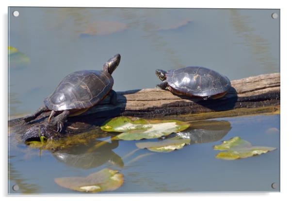 Torpid Turtles Acrylic by Jerome Cosyn