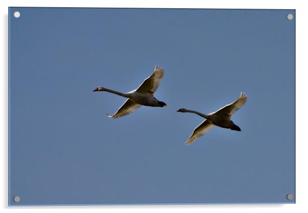 Swans in Flight - a Flypast Acrylic by Jeremy Hayden