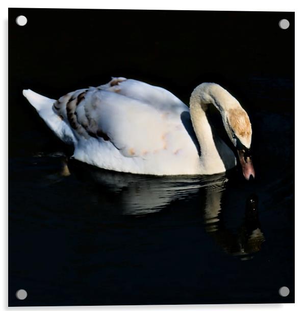 Swan Drinking on the Lake Acrylic by Jeremy Hayden