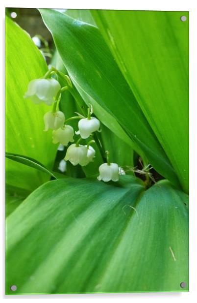Lily of the Valley Flowers Acrylic by Jeremy Hayden