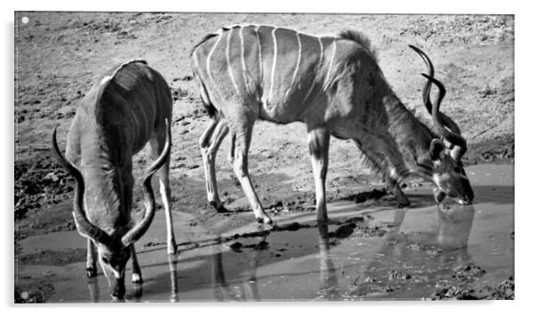 A Pair of Kudu Bulls Acrylic by Jeremy Hayden