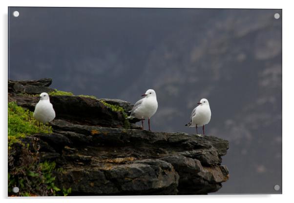 Three Little Birds on a Rock Acrylic by Jeremy Hayden