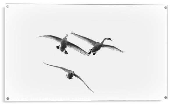 Swans in Flight Acrylic by Chris Sweet