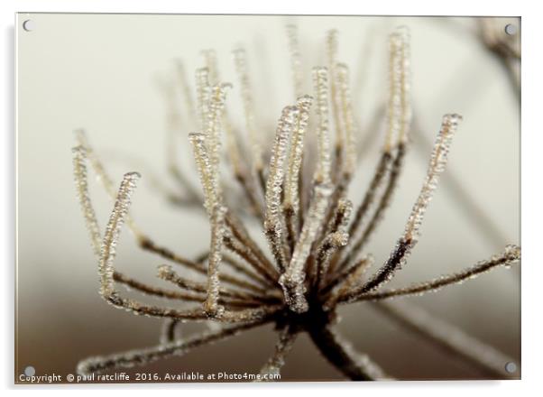 ice plant  Acrylic by paul ratcliffe