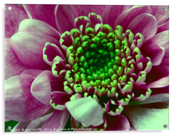 chrysanthemum Acrylic by paul ratcliffe