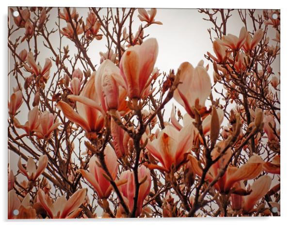 magnolia tree Acrylic by paul ratcliffe