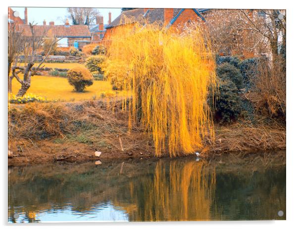 weeping willow Acrylic by paul ratcliffe