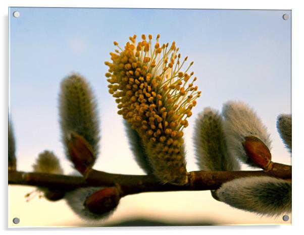 catkins Acrylic by paul ratcliffe