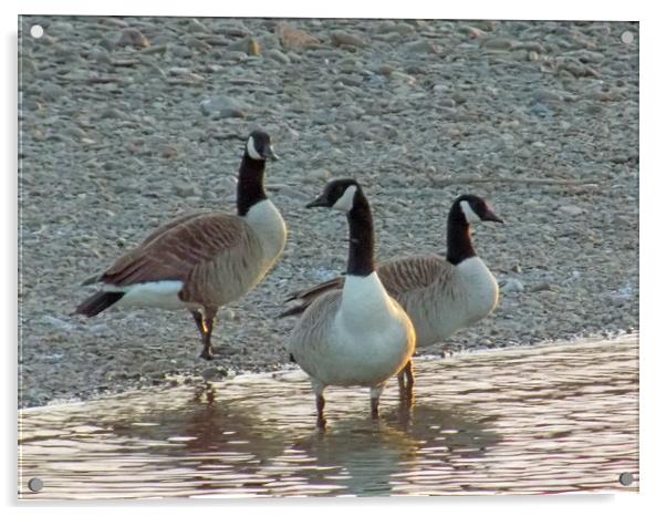 canadian geese Acrylic by paul ratcliffe