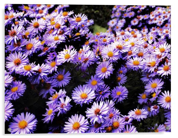 purple daisys Acrylic by paul ratcliffe