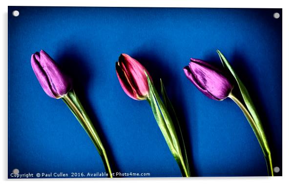 Three Tulips - color Acrylic by Paul Cullen