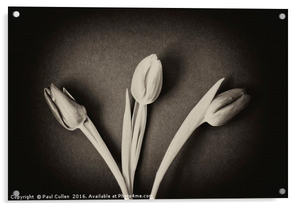 Three Tulips - monochrome. Acrylic by Paul Cullen
