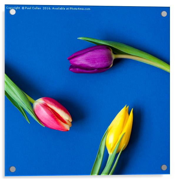 Three Tulips circular - colour Acrylic by Paul Cullen