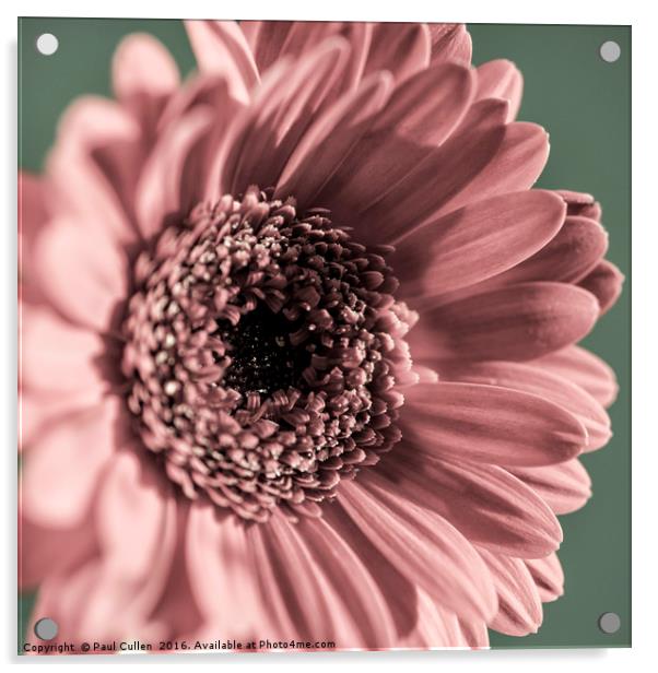 Gerbera in tones of pink and green - Square format Acrylic by Paul Cullen