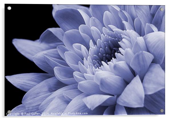 Chrysanthemum in purple. Acrylic by Paul Cullen