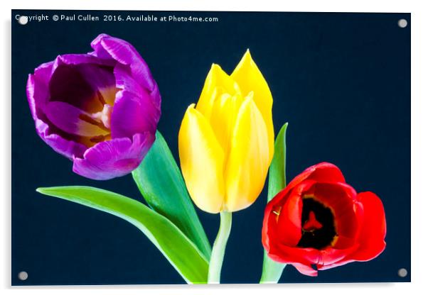 Three colourful Tulips on dark blue background Acrylic by Paul Cullen
